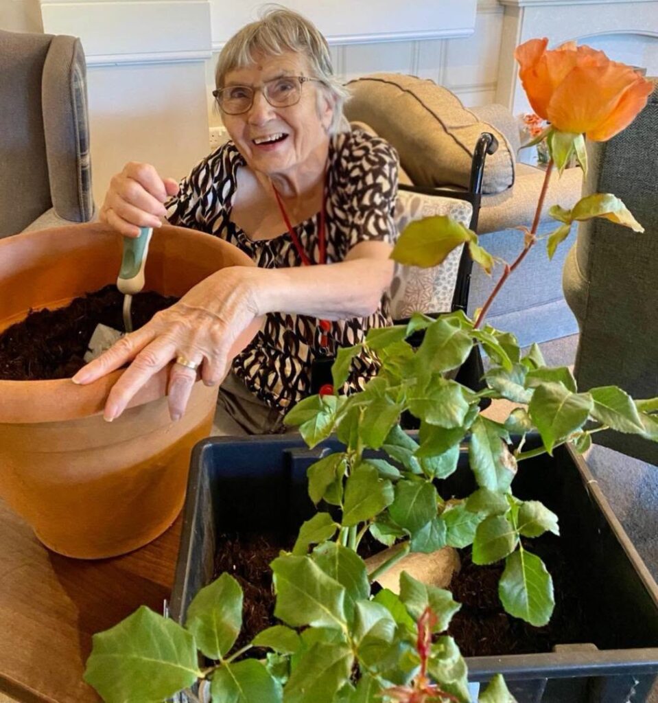 resident planting a rose