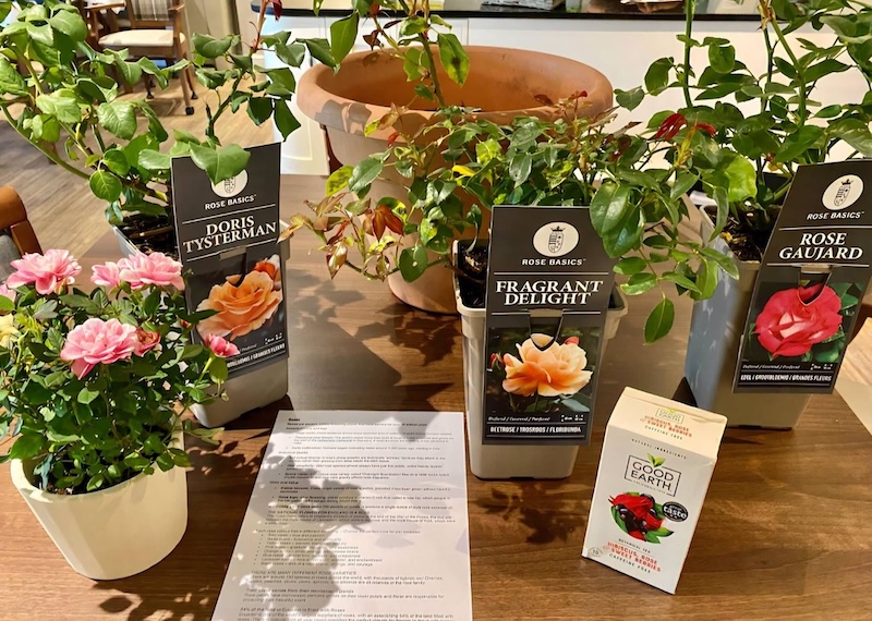 variety of roses in pots